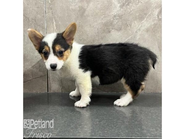 Pembroke Welsh Corgi Dog Female Black Tan and White 31473 Petland Frisco, Texas