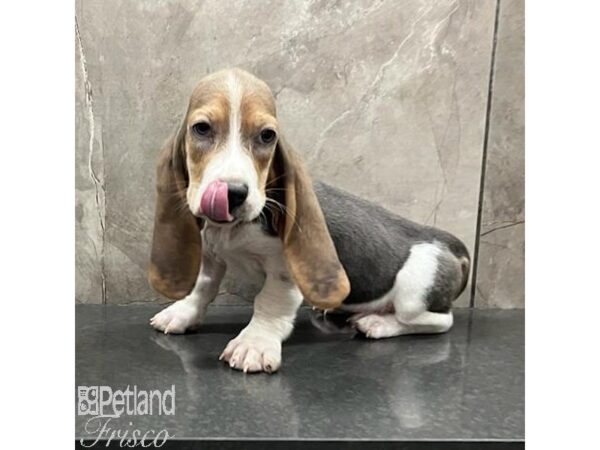 Basset Hound-Dog-Female-Blue White / Tan-31474-Petland Frisco & Mckinney, Texas
