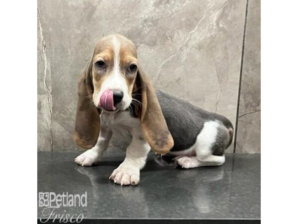 Basset Hound Dog Female Blue White / Tan 31474 Petland Frisco, Texas