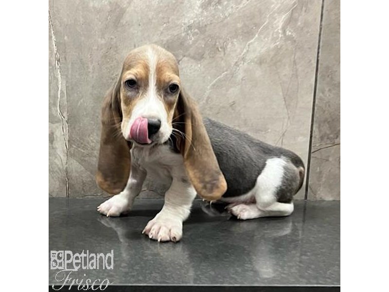 Basset Hound Dog Female Blue White / Tan 31474