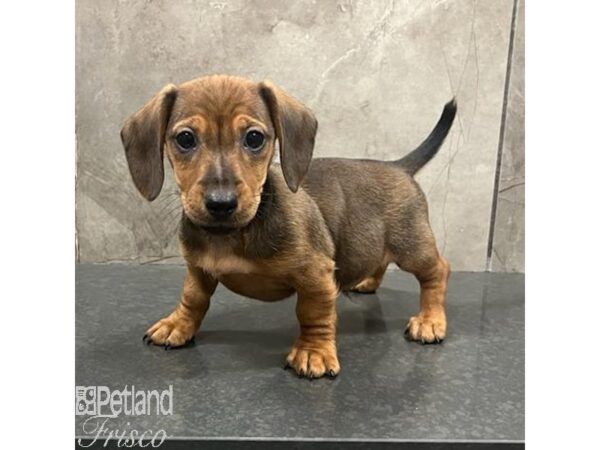 Dachshund Dog Male Red Brindle 31475 Petland Frisco, Texas