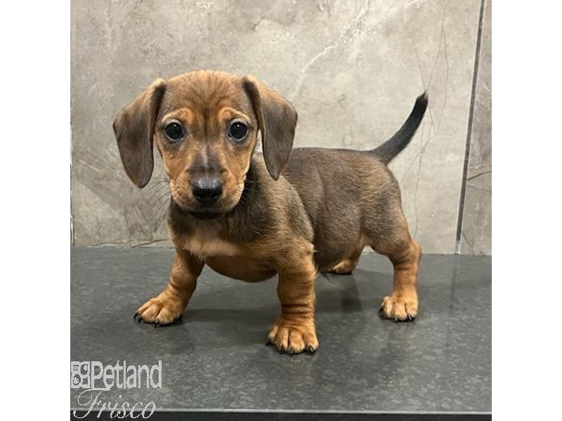 Dachshund Dog Male Red Brindle 31475