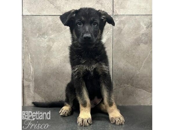 German Shepherd Dog Male Black / Tan 31476 Petland Frisco, Texas