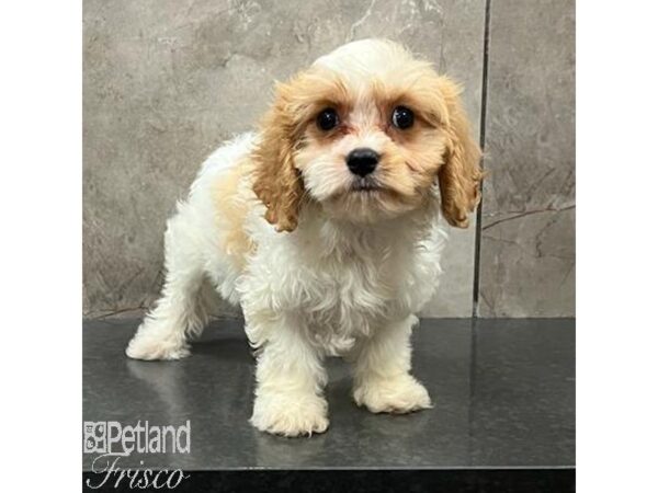 Cavachon Dog Female Lemon / White 31477 Petland Frisco, Texas