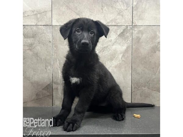 German Shepherd Dog Dog Female Black 31478 Petland Frisco, Texas