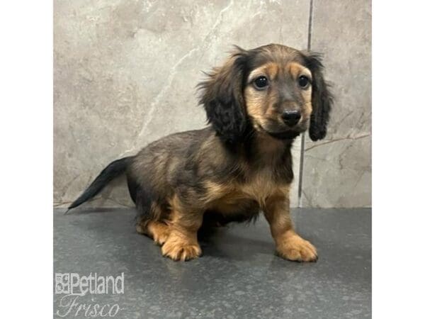 Miniature Dachshund-Dog-Male-Red-31479-Petland Frisco, Texas