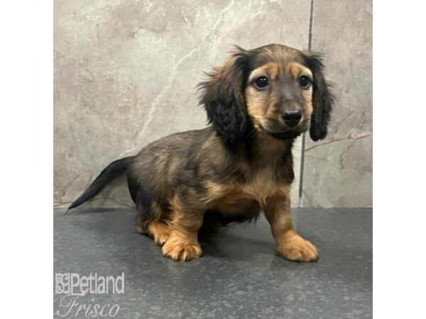 Miniature Dachshund Dog Male Red 31479 Petland Frisco, Texas