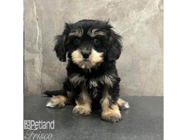 Cavachon Dog Male Black / Tan 31480 Petland Frisco, Texas