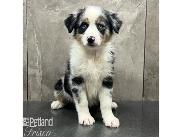 Miniature Australian Shepherd-Dog-Female-Blue Merle-31481-Petland Frisco & Mckinney, Texas