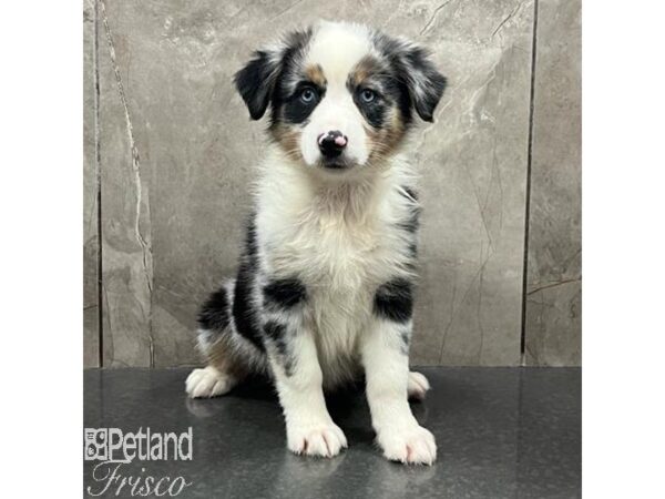 Miniature Australian Shepherd Dog Female Blue Merle 31481 Petland Frisco, Texas