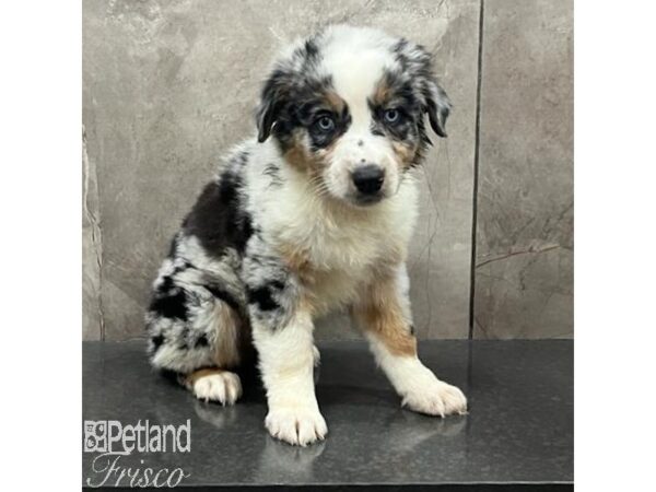 Miniature Australian Shepherd-Dog-Female-Blue Merle-31482-Petland Frisco & Mckinney, Texas