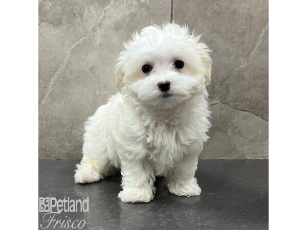 Maltese Dog Female White 31483 Petland Frisco, Texas