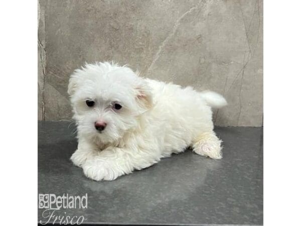 Maltese Dog Female White 31484 Petland Frisco, Texas