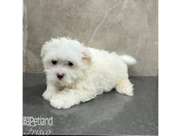 Maltese-Dog-Female-White-31484-Petland Frisco & Mckinney, Texas