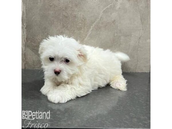 Maltese Dog Female White 31484 Petland Frisco, Texas