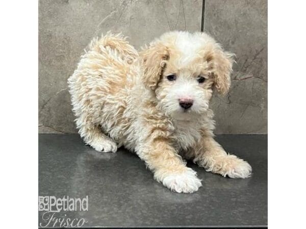 Miniature Poodle/Bichon Frise-Dog-Male-White-31485-Petland Frisco, Texas