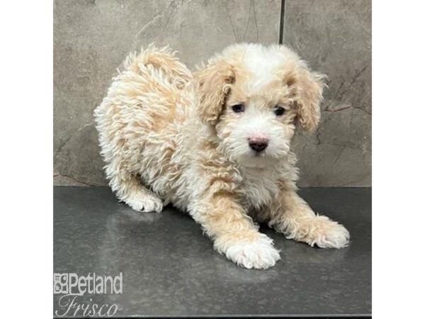 Miniature Poodle/Bichon Frise Dog Male White 31485 Petland Frisco, Texas