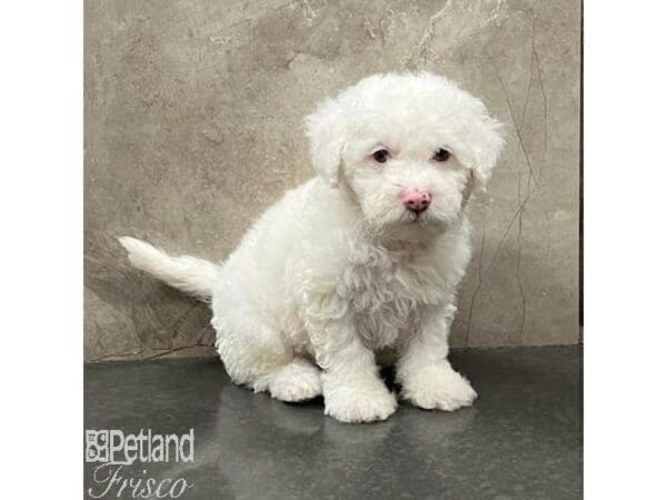 Miniature Poodle/Bichon Frise Dog Female White 31486 Petland Frisco, Texas