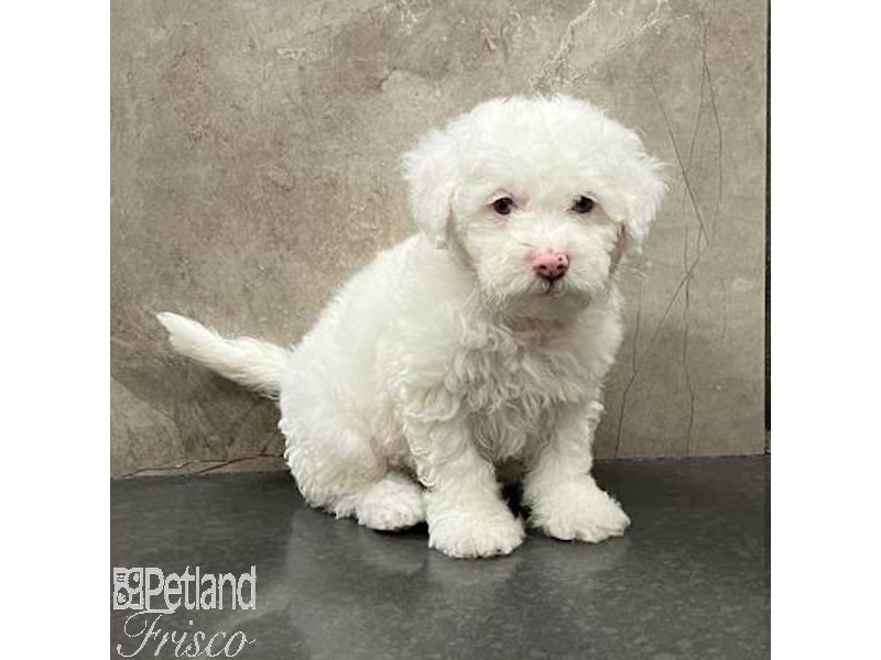 Miniature Poodle Bichon Frise Small Animal White ID 31486 Located