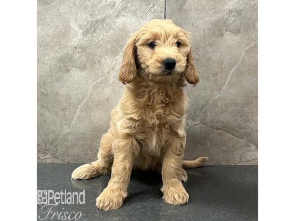 Goldendoodle Dog Female Apricot 31488 Petland Frisco, Texas