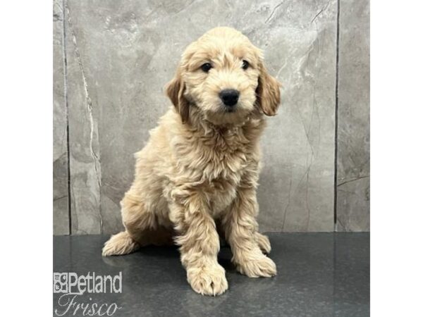 Goldendoodle Dog Female Apricot 31489 Petland Frisco, Texas