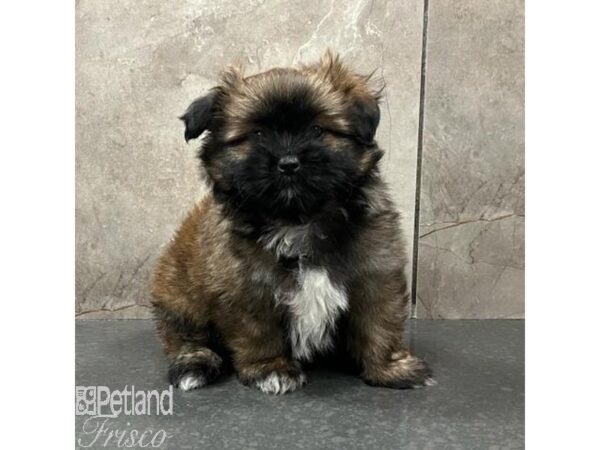 Shih Tzu/Pomeranian Dog Male Brown and Black 31490 Petland Frisco, Texas