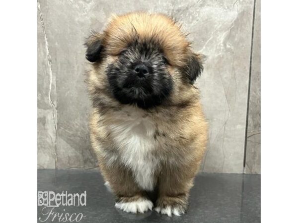 Shih Tzu/Pomeranian Dog Male Brown and Black 31491 Petland Frisco, Texas