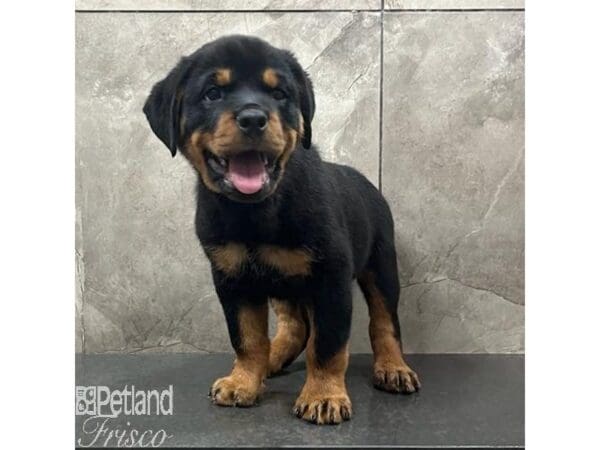 Rottweiler-Dog-Male-Black and Tan-31492-Petland Frisco, Texas