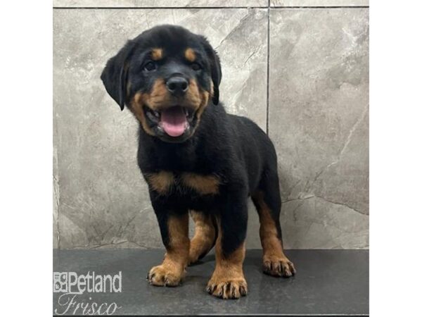 Rottweiler Dog Male Black and Tan 31492 Petland Frisco, Texas