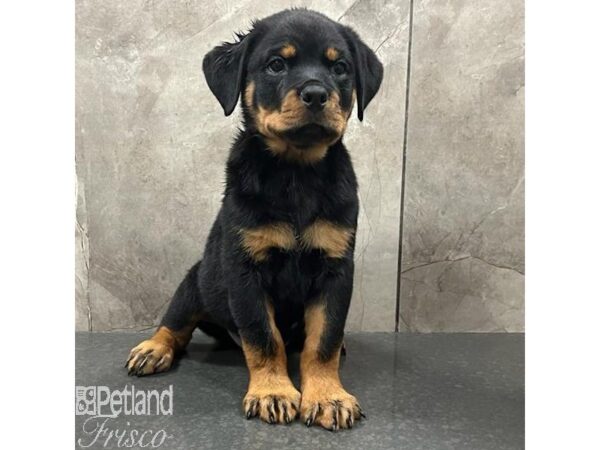 Rottweiler Dog Male Black and Tan 31493 Petland Frisco, Texas