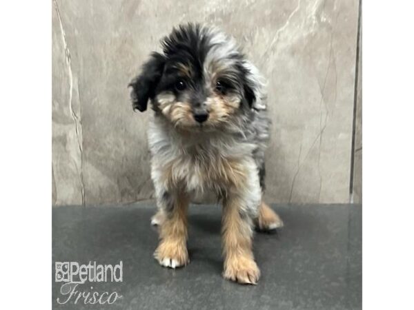 Mini Aussiepoo Dog Male Blue Merle 31517 Petland Frisco, Texas