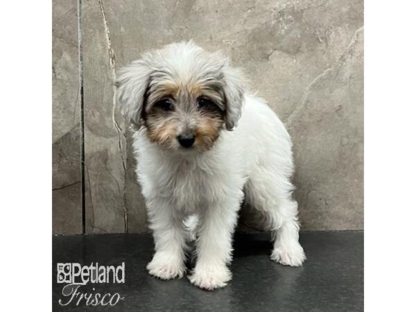 [#31516] Blue Merle and White Male Mini Aussiepoo Puppies For Sale