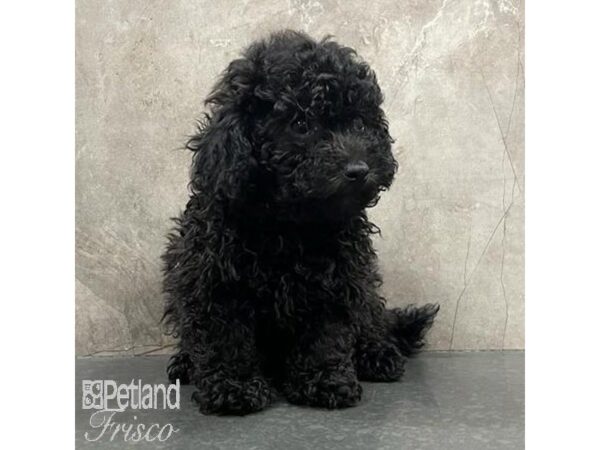 Bichonpoo Dog Female Black 31515 Petland Frisco, Texas