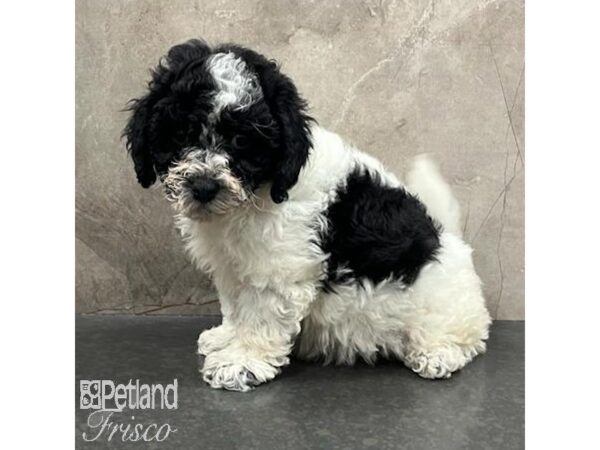 Bichonpoo Dog Female Black and White 31514 Petland Frisco, Texas