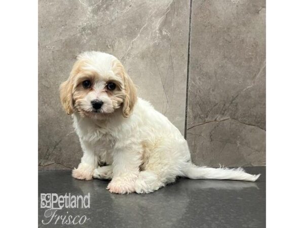 Cavachon Dog Female apricot/white 31512 Petland Frisco, Texas