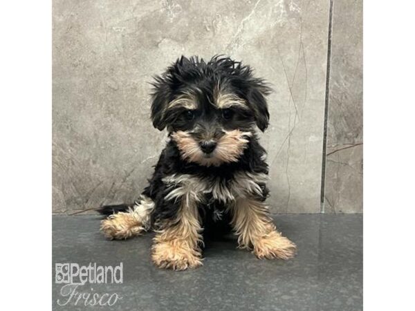 Morkie Dog Female Black / Tan 31511 Petland Frisco, Texas