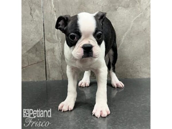 Boston Terrier Dog Female Black / White 31510 Petland Frisco, Texas