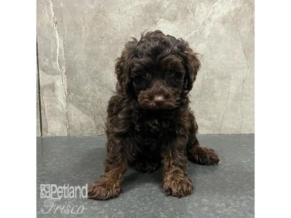 Schnoodle Dog Female Chocolate 31509 Petland Frisco, Texas