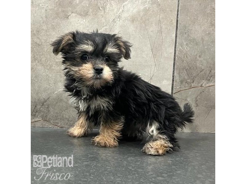 Morkie Dog Female Black / Tan 31508