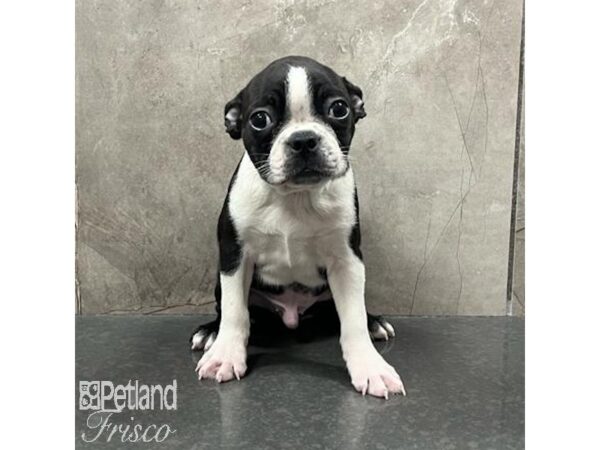 Boston Terrier Dog Male Black / White 31507 Petland Frisco, Texas