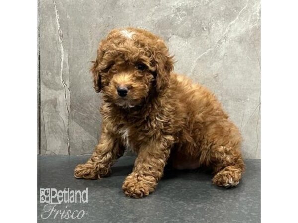 Goldendoodle F1b-Dog-Male-Red-31506-Petland Frisco & Mckinney, Texas