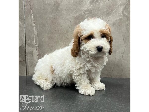 Goldendoodle F1b Dog Male Red and White 31505 Petland Frisco, Texas