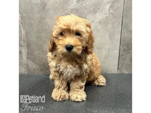 Goldendoodle F1b Dog Female Red 31504 Petland Frisco, Texas