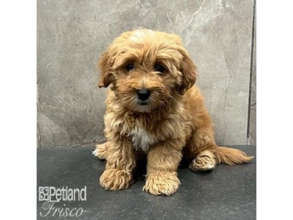 [#31503] Red Female Goldendoodle F1b Puppies For Sale