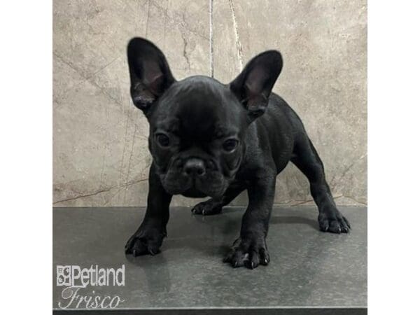 French Bulldog Dog Male Black 31499 Petland Frisco, Texas