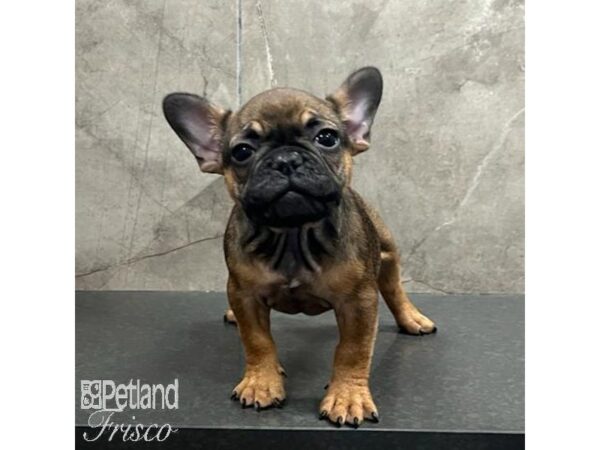 French Bulldog-Dog-Female-Red-31498-Petland Frisco & Mckinney, Texas