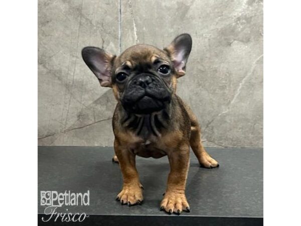 French Bulldog-Dog-Female-Red-31498-Petland Frisco, Texas