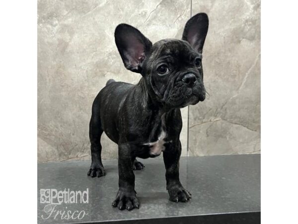 French Bulldog-Dog-Male-Blk Brdl-31497-Petland Frisco & Mckinney, Texas