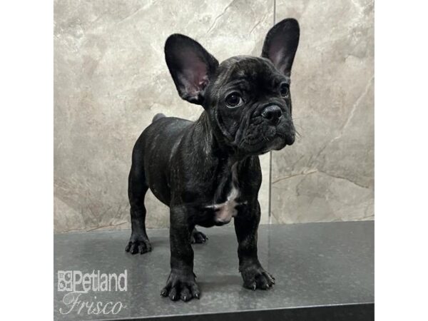 French Bulldog Dog Male Blk Brdl 31497 Petland Frisco, Texas