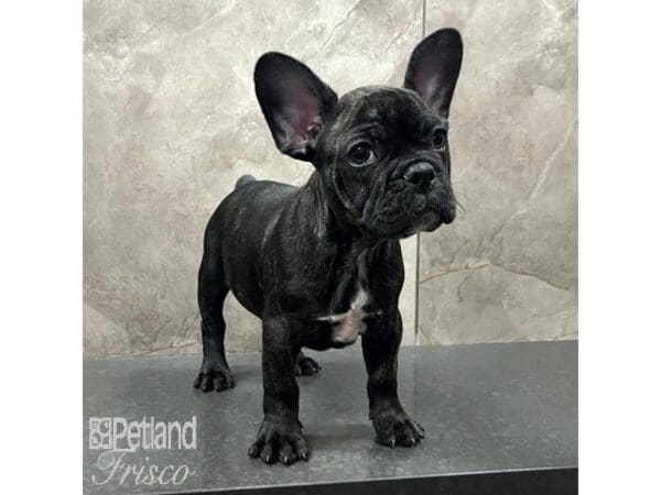 [#31497] Blk Brdl Male French Bulldog Puppies For Sale